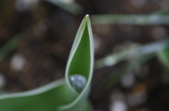 庭の花　ちゅーりっぷ　