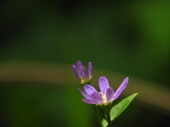 紫花