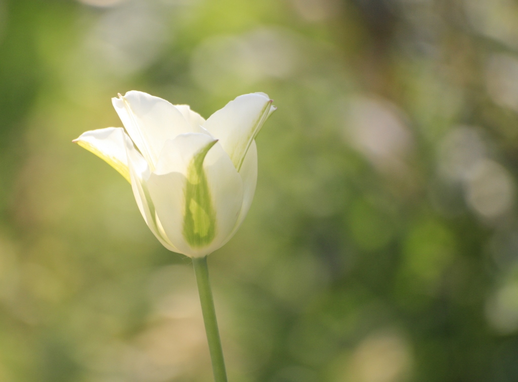 庭の花　朝の光と