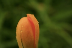 雨の日のつぼみ