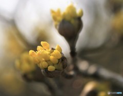 春黄金花