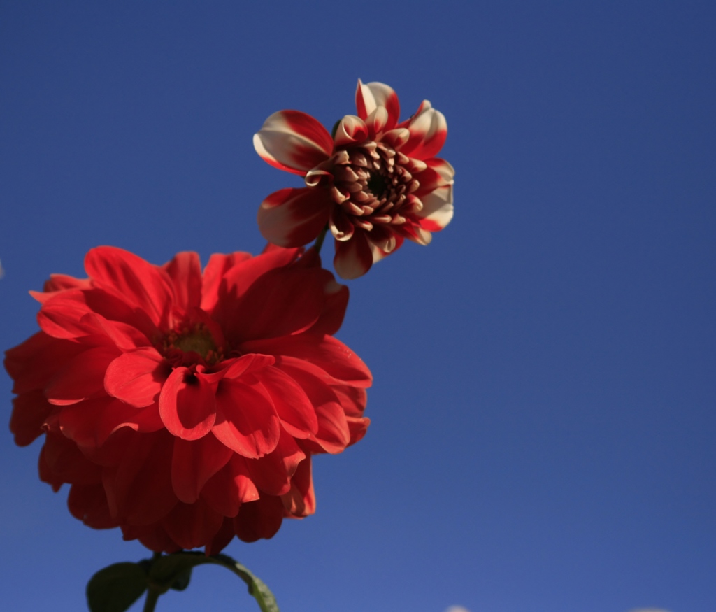 果てしない青空と