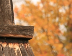 古寺の庭　紅葉と