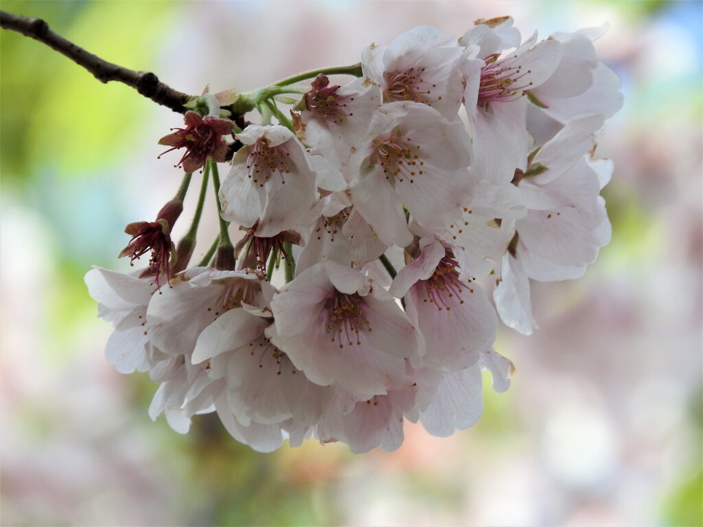 桜色