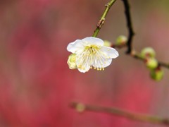 紅梅と