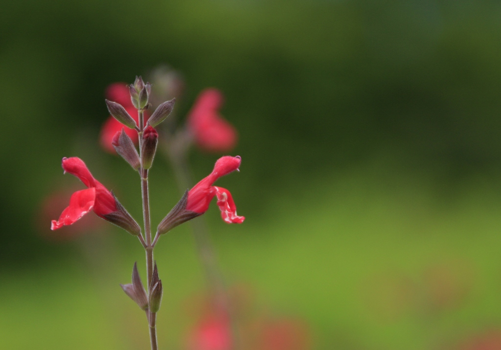 赤い花のある風景