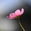 秋桜一輪