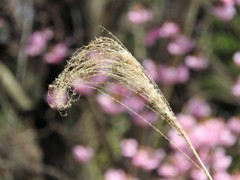 桜と