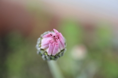 庭の花　上からアップ