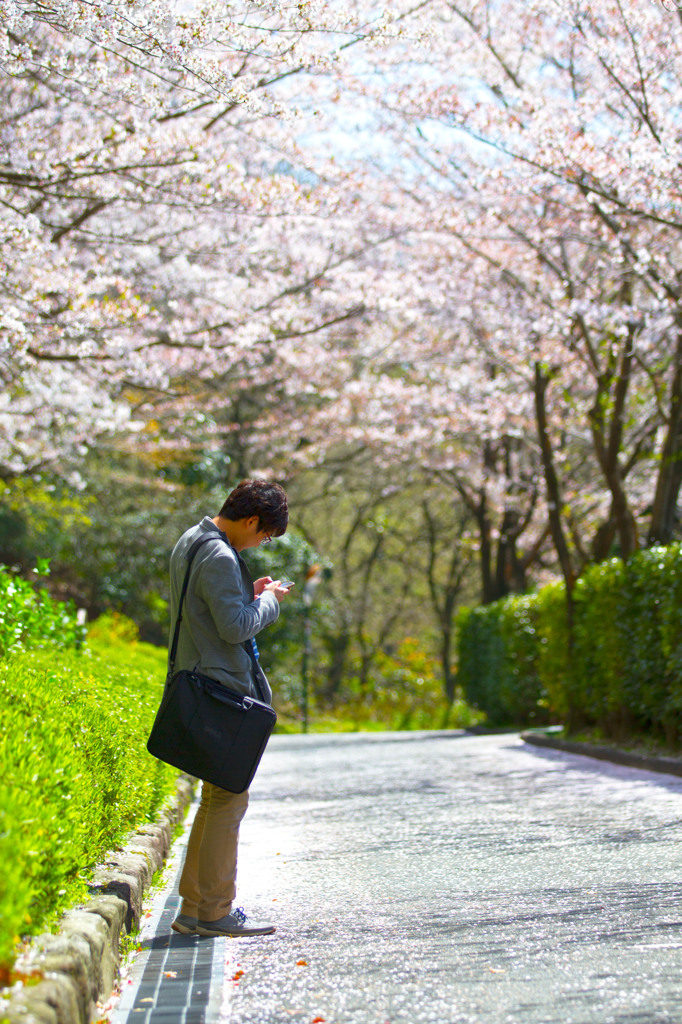桜入学式
