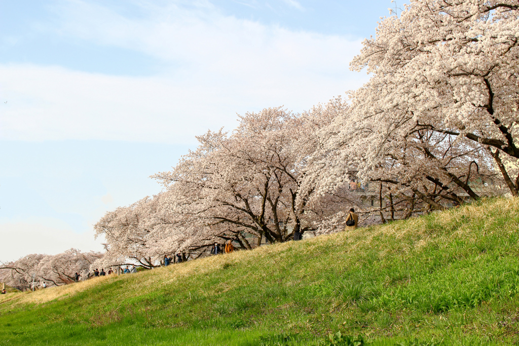 福生市ふっさ桜まつり