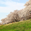 福生市ふっさ桜まつり