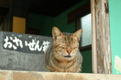 宮古島の猫