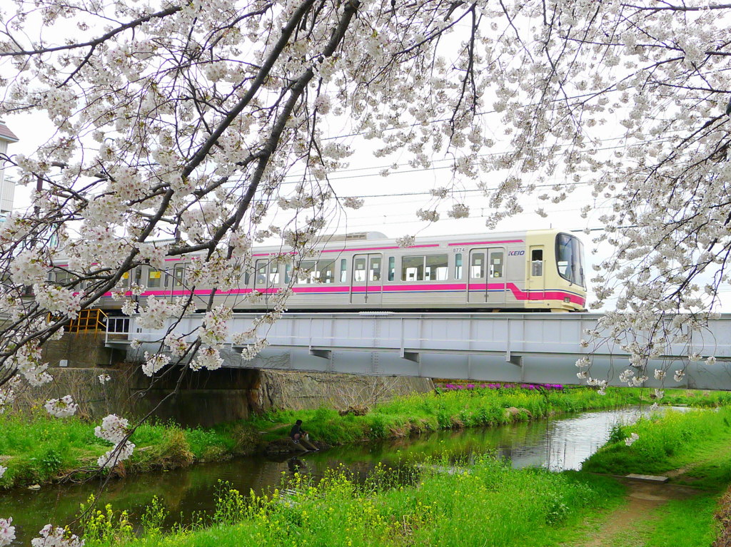 京王線と野川の桜