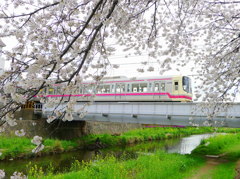 京王線と野川の桜