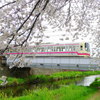 京王線と野川の桜
