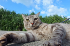 宮古島の島猫