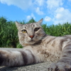 宮古島の島猫