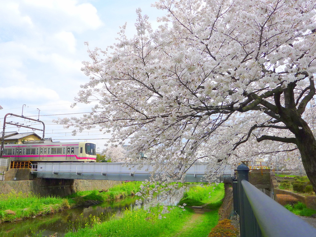 京王線と野川の桜