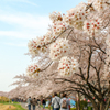 福生市ふっさ桜まつり