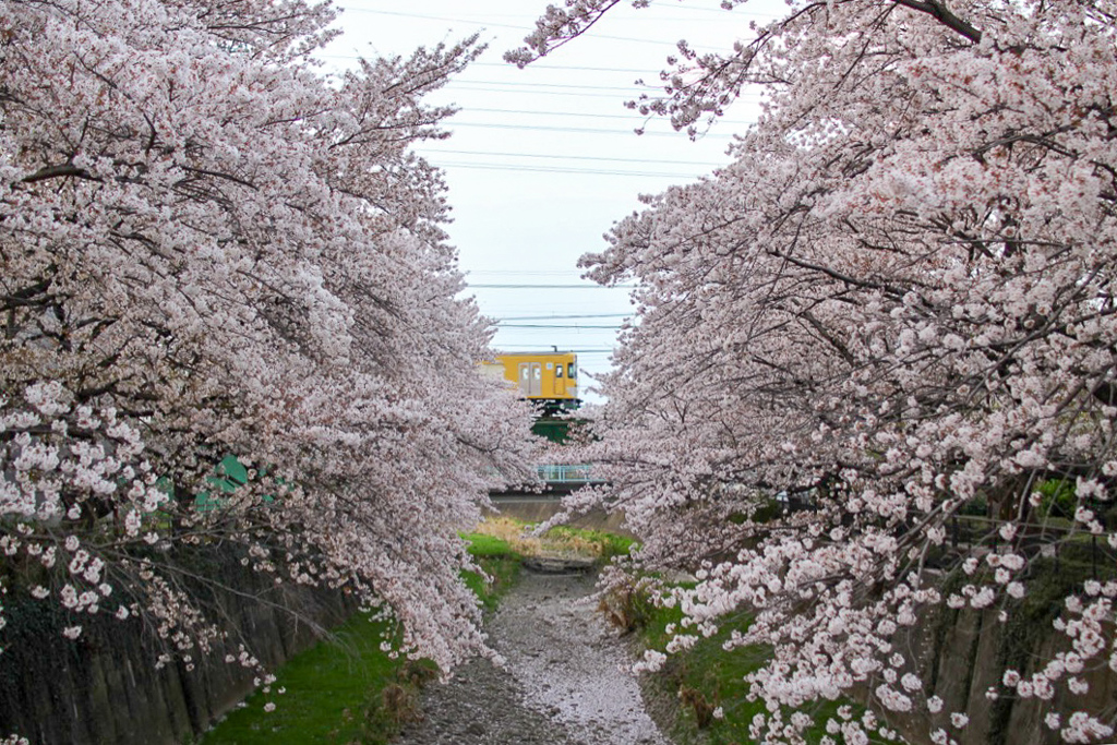 残堀川 桜と西武拝島線