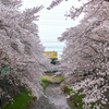 残堀川 桜と西武拝島線