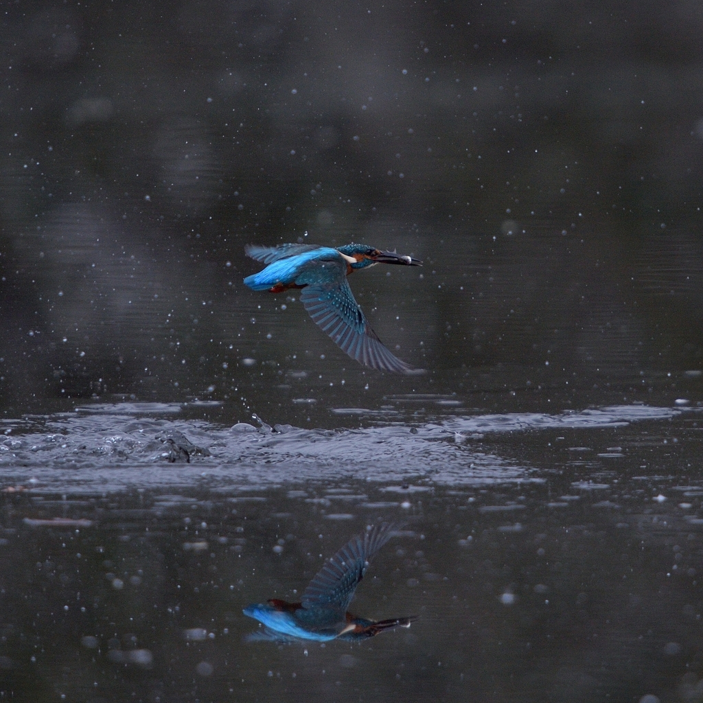 カワセミ_2014.11.08_4