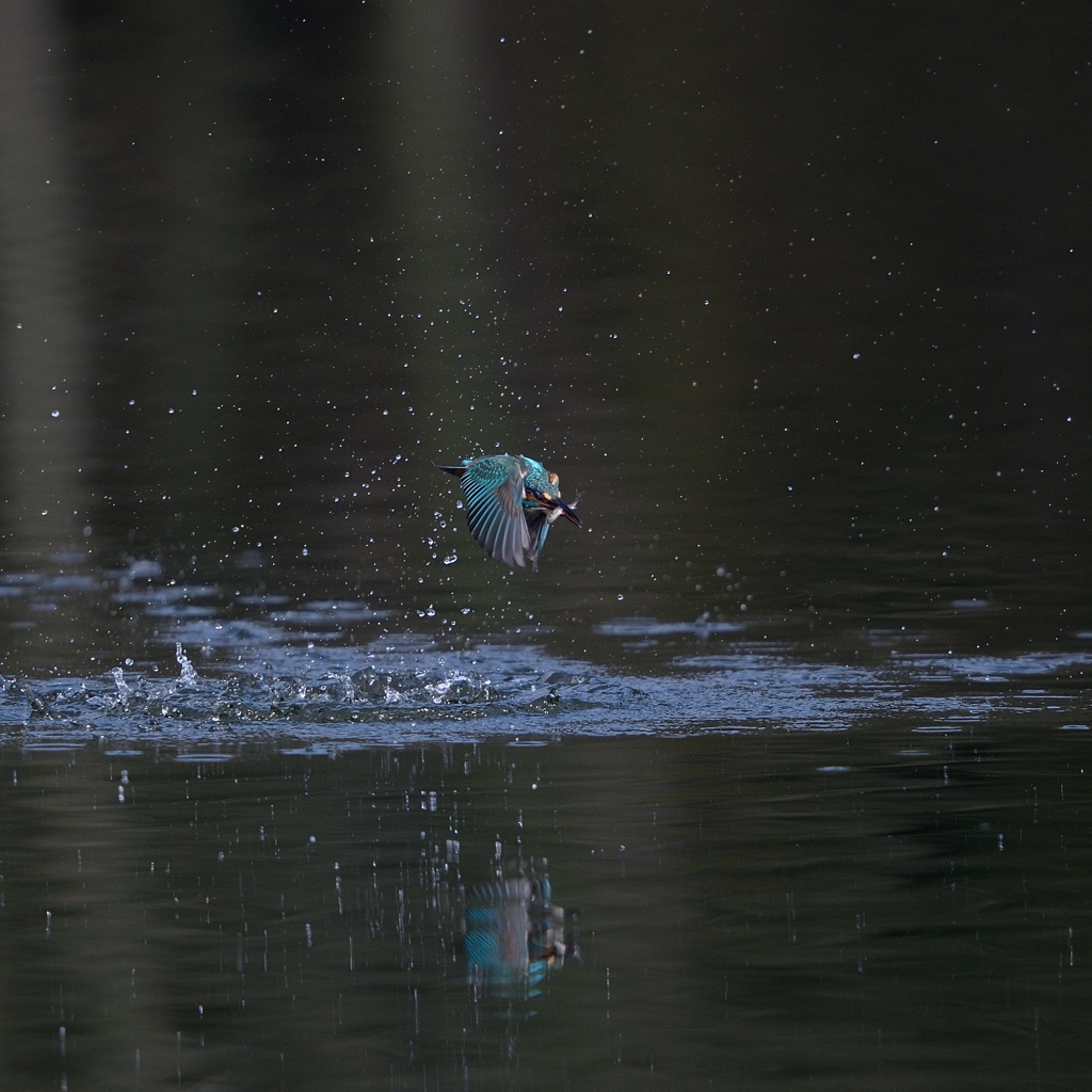 カワセミ_2014.11.02_3
