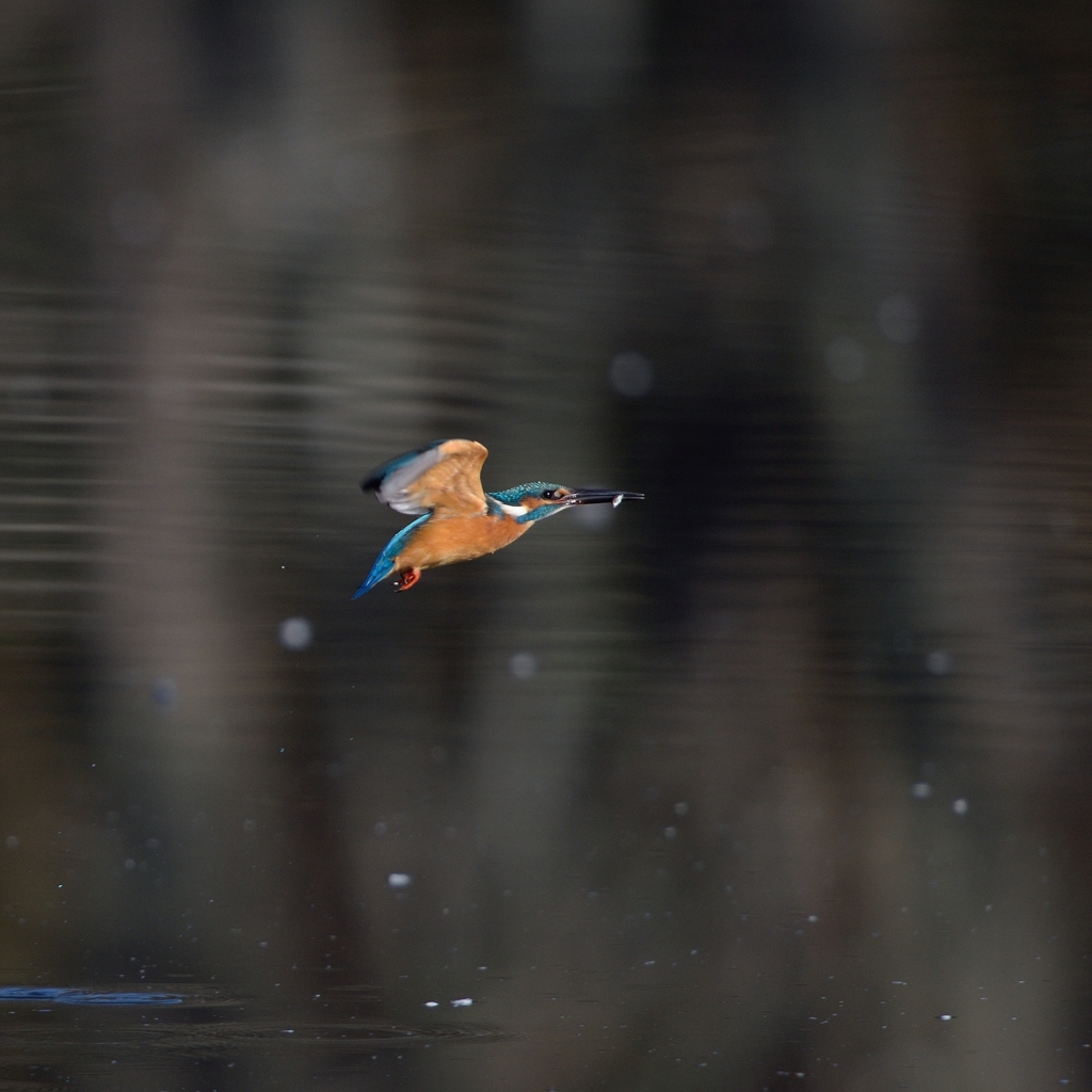 カワセミ_2014.11.22_6