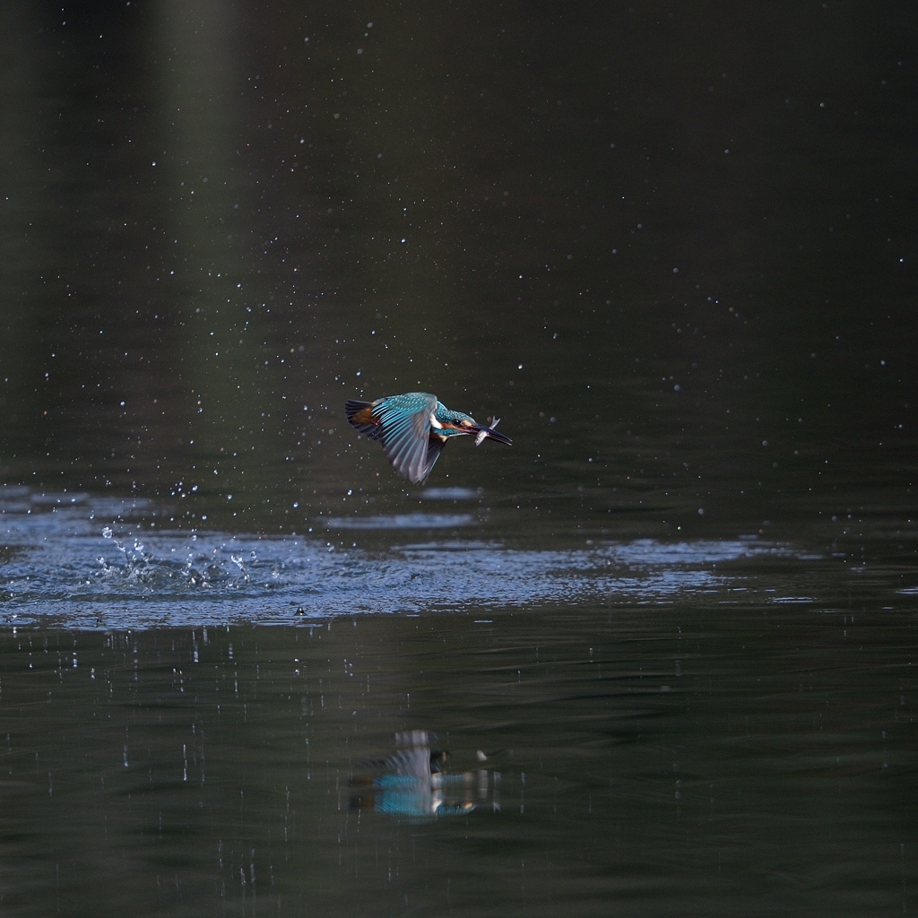 カワセミ_2014.11.02_4
