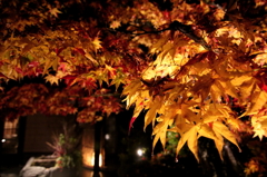 奥飛騨の紅葉