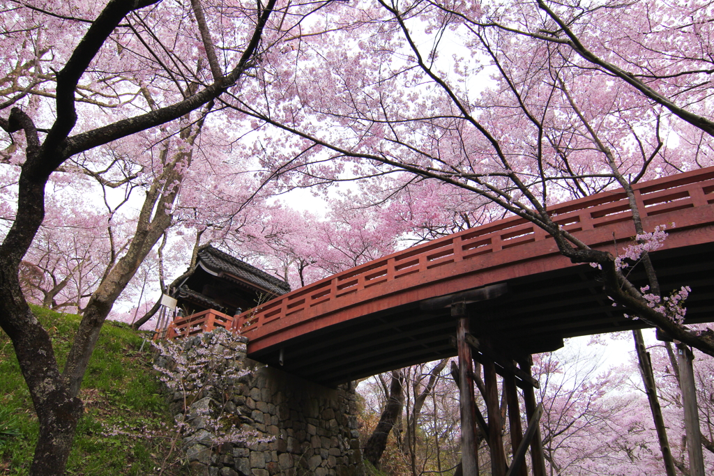 高遠小彼岸桜③