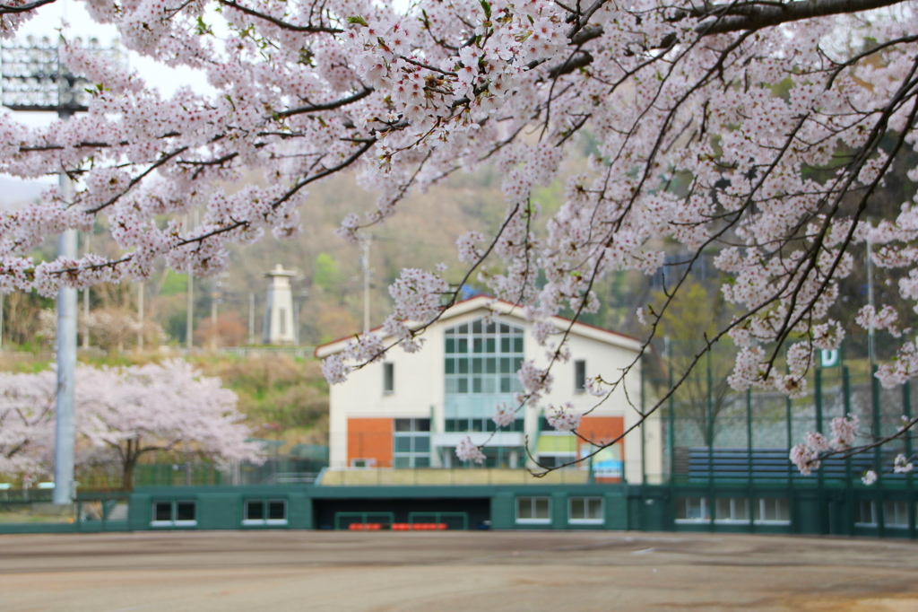 河野桜橋総合運動公園①