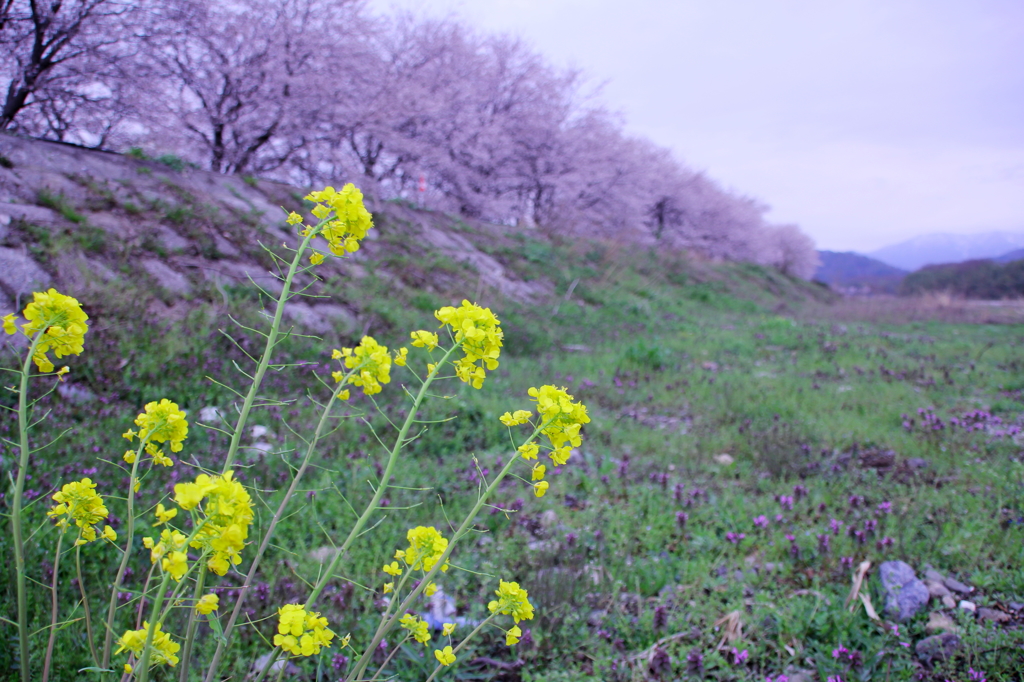 高時川沿いの桜並木