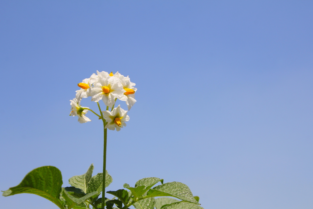 じゃがいもの花①