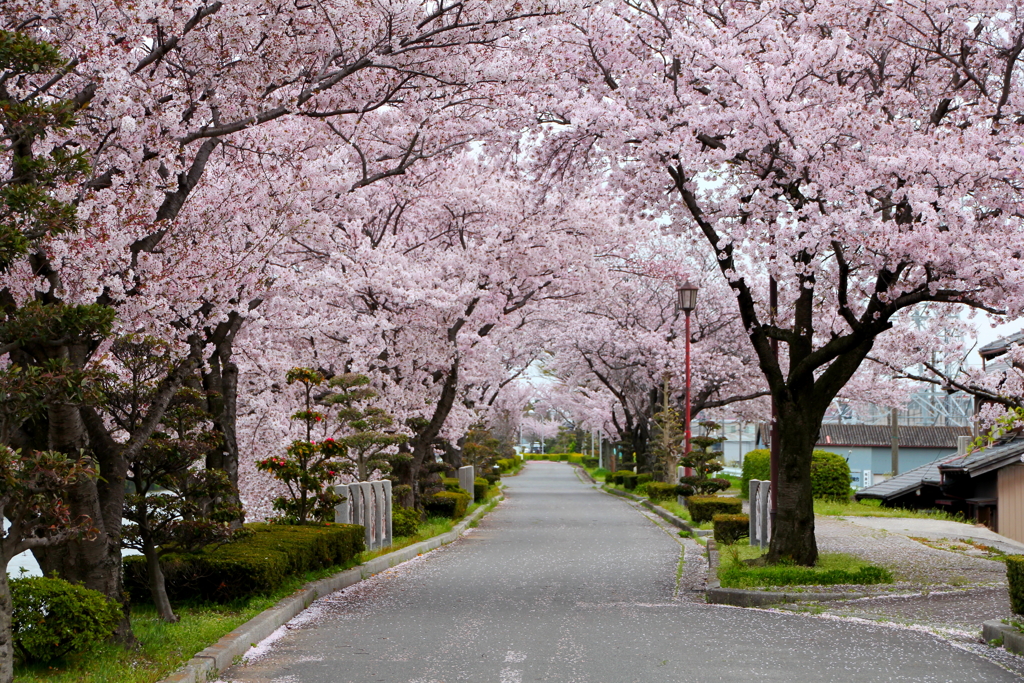 桜並木①