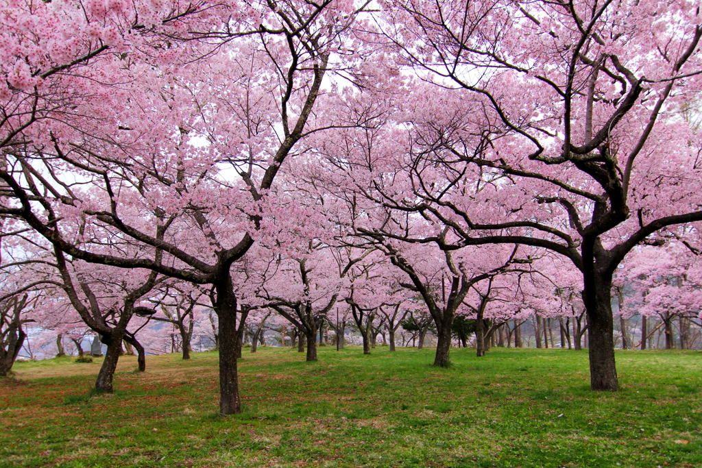 高遠小彼岸桜①