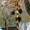 桜2016⑤