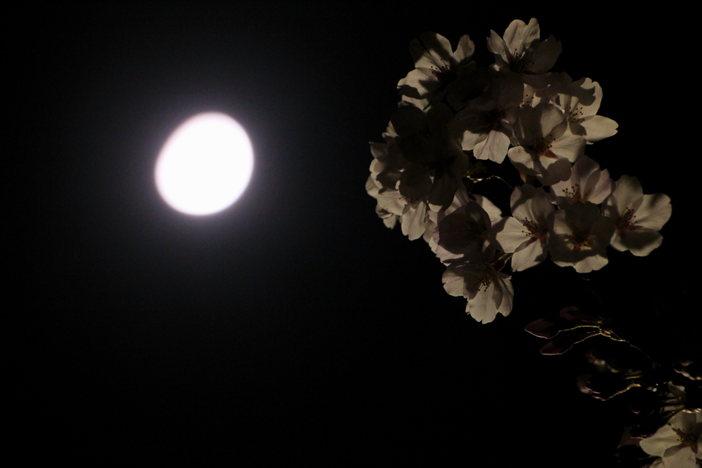 月と桜