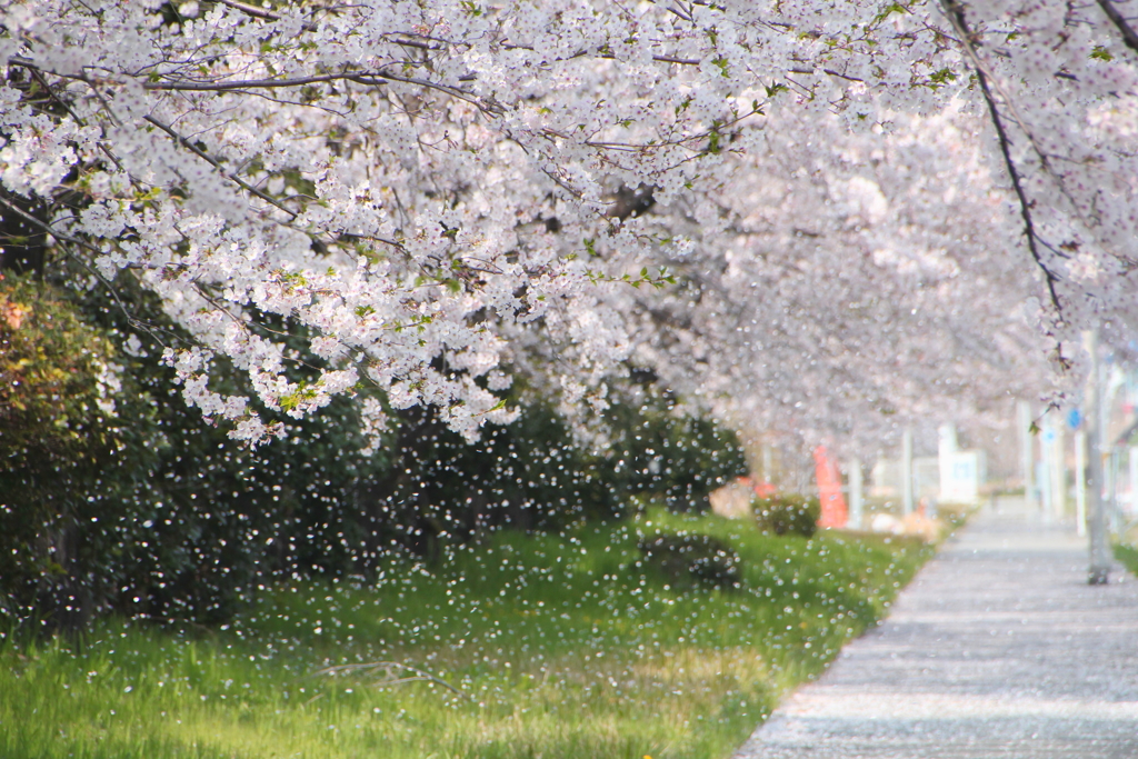 桜吹雪