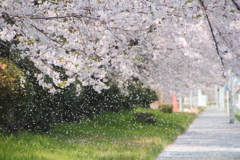 桜吹雪