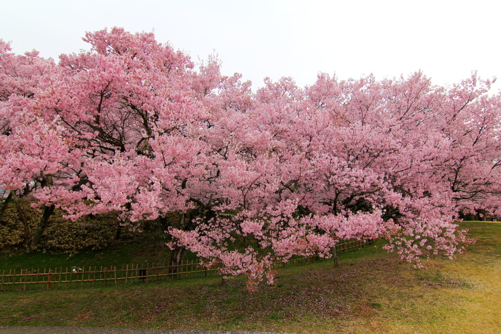 高遠小彼岸桜④