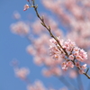 桜2016③