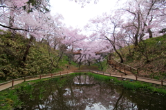 高遠小彼岸桜②