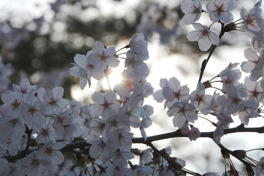 桜