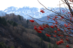 とがの木台より