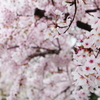 桜2016②