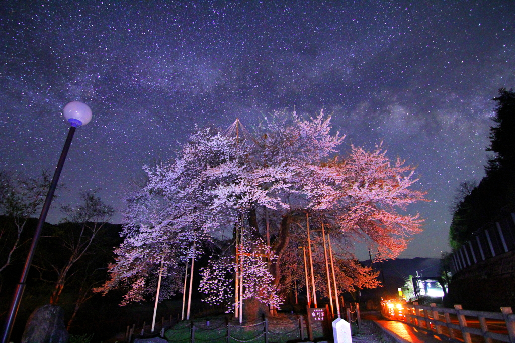 荘川桜②