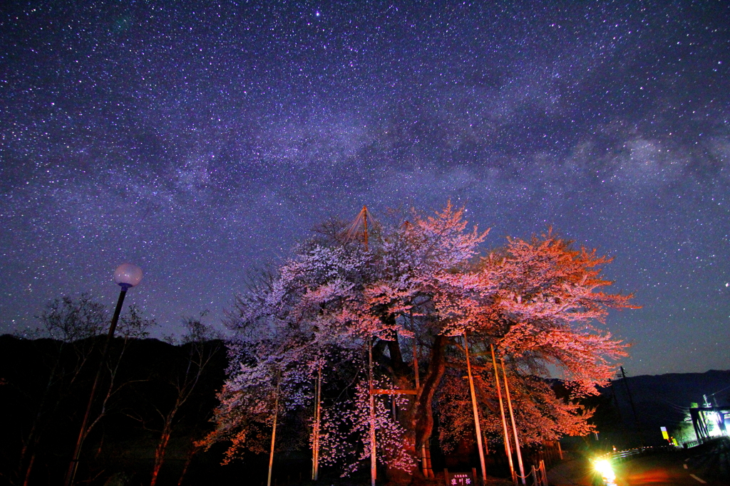 荘川桜