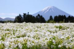 富士芝桜まつり①